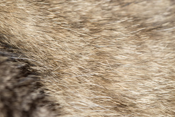 cat fur as background