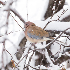 bird dove winter nature