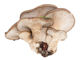 oyster mushrooms on a white background