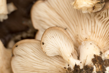 pileus as background. macro