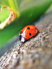 Coccinella