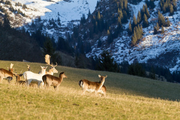 Damhirsch - Damwildherde