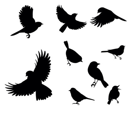silhouettes of birds flying and sitting on a white background