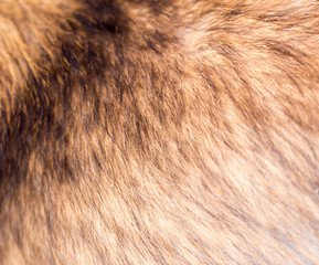 the dog's fur as background