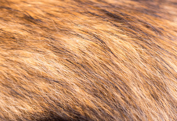 the dog's fur as background