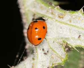 ladybird on nature. close