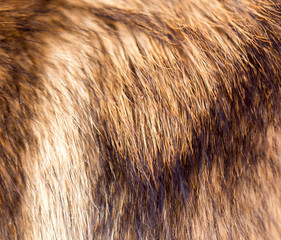 the dog's fur as background
