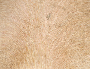 pig skin as a background