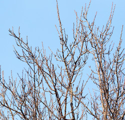 leafless tree branches against the blue sky