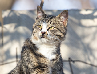 cat on the roof of a house on nature