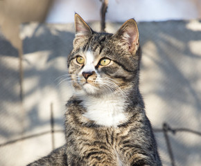 cat on the roof of a house on nature