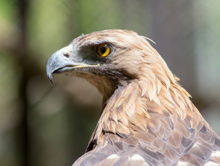 Portrait of an eagle in nature
