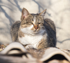 cat on the roof of a house on nature