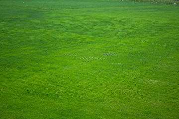The view from the heights in the spring green field