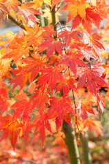 Autumn downy Japanese maple (acer japonicum) leaves 