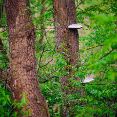 trees with mushrooms in the forest