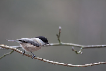 Mésange commune