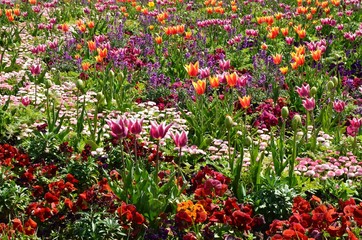 Frühlingsblumenmeer