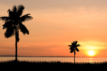 coconut trees and sunset background