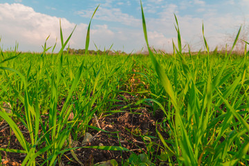 Crops growing in a field in the countryside
