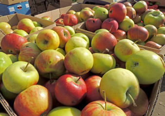Street stand with apples