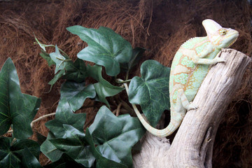 Хамелеон на дереве © petrovby