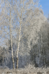 Hoarfrost in late autumn