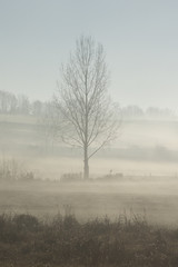 Morning dew on a Hungarian landscape with a lonely tree