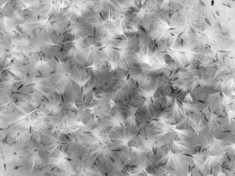 Background of oleander seed which look like feathers in black and white