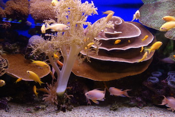 Fototapeta premium Eilat - Israel - Fundo do Mar