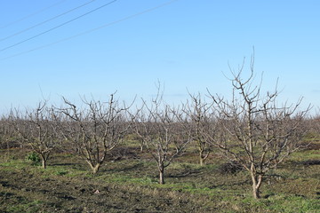 Winter young orchard
