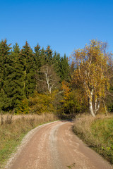 Fototapeta na wymiar herbstlicher Waldweg mit Wiese