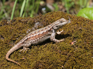 Western Fence Lizard Profile © randimal