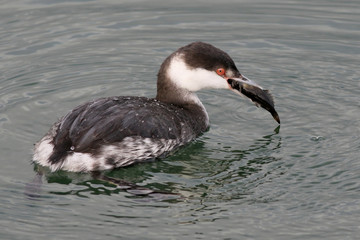 Horned Grebe with Fish