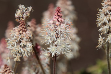 pink little stars