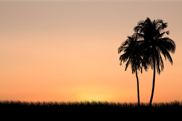 Fototapeta na wymiar coconut trees and sunset background