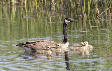 A Canada Goose, Branta canadensis, with chicks