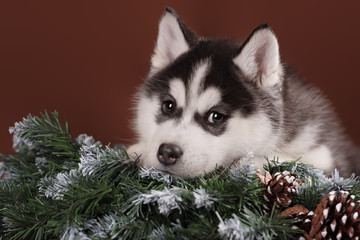 Cute puppy Husky with Christmas wreath