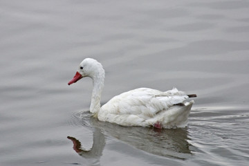 Fototapeta premium A Swimming Coscoroba Swan, Coscoroba coscorob