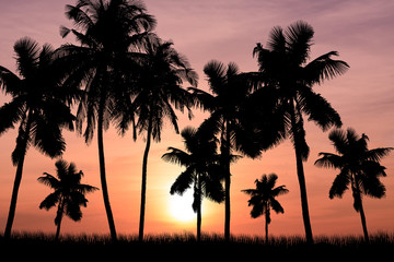 Obraz premium coconut trees and sunset background