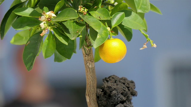 A small plant in a pot in the expo exhibit. It has yellow lemon-like fruit and black soil on it one of the displays inside the expo exhibit in Italy