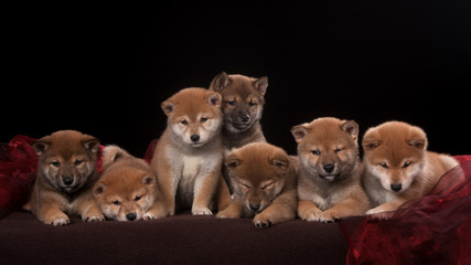 Pack of seven shiba inu puppies and looking in camera