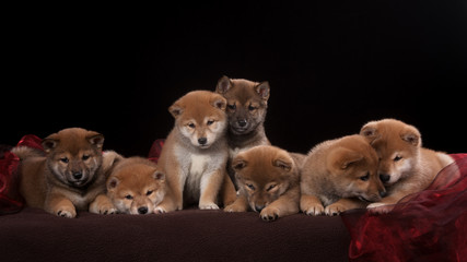 Obraz na płótnie Canvas Pack of seven shiba inu puppies and looking in camera