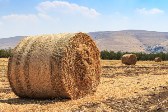  grain field wheels - landscape
