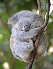 Fototapeta premium koala śpi na drzewie.