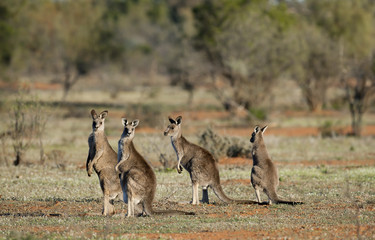 kangourous dans l& 39 arrière-pays australien.