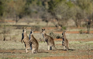 Crédence de cuisine en verre imprimé Kangourou kangourous dans l& 39 arrière-pays australien.