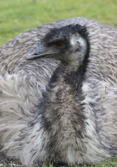 Naklejka premium Australian Emu sitting on eggs.