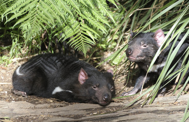  tasmanian devil on the island of Tasmania, Australia.