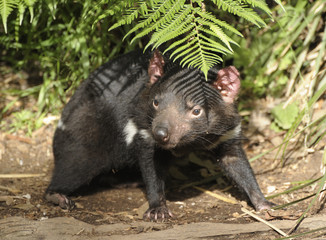  tasmanian devil on the island of Tasmania, Australia.